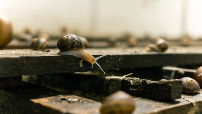 01_AreEdibleSnails_Banner.webp