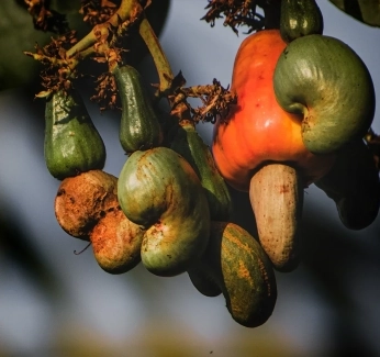 01_Cashew_Banner_1.webp
