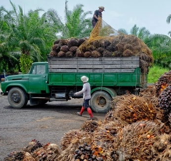 01_PalmOilHowsItMade_Thumb.webp