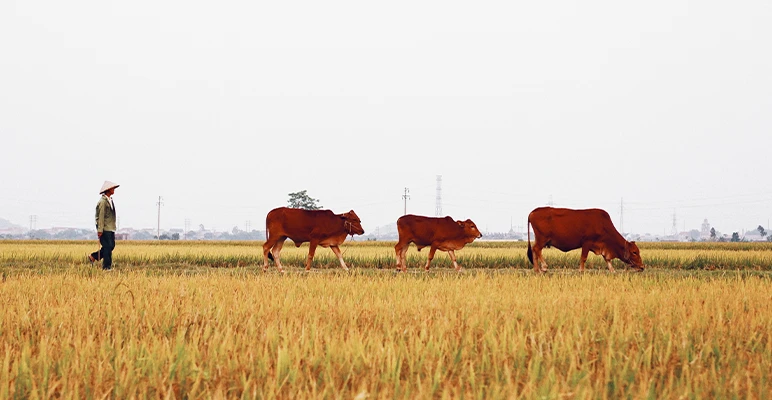 Is there a quick solution