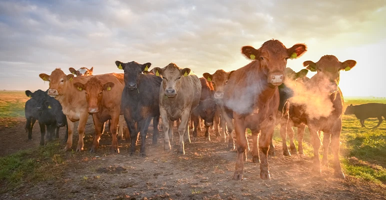 Breeding climate-friendly cows 