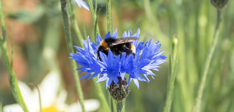 exotic flowering species