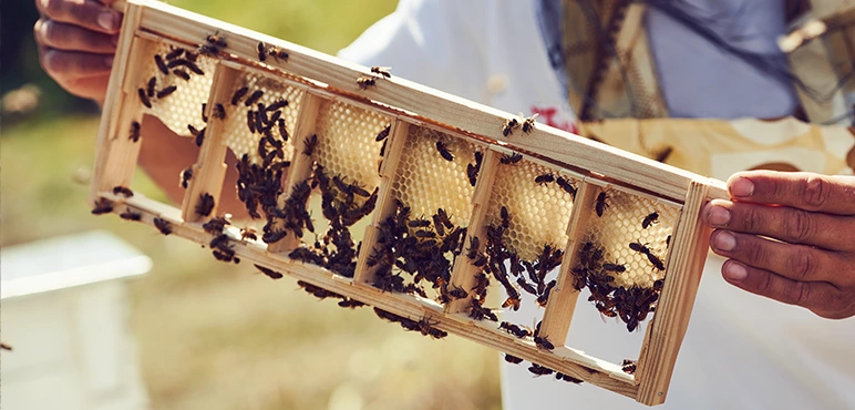 Support beekeepers
