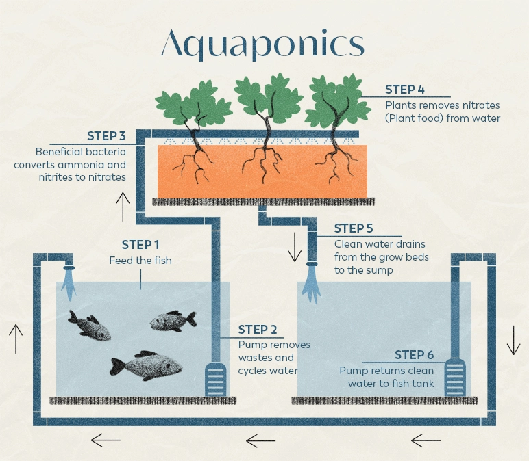 Urban aquaponics