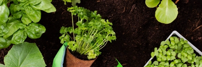 agricultura-urbana-ciudades-mas-sostenibles