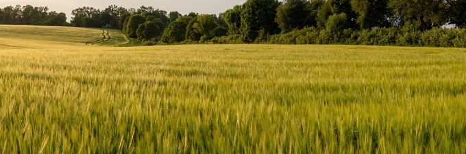 kulturpflanzenvielfalt-warum-ist-das-wichtig