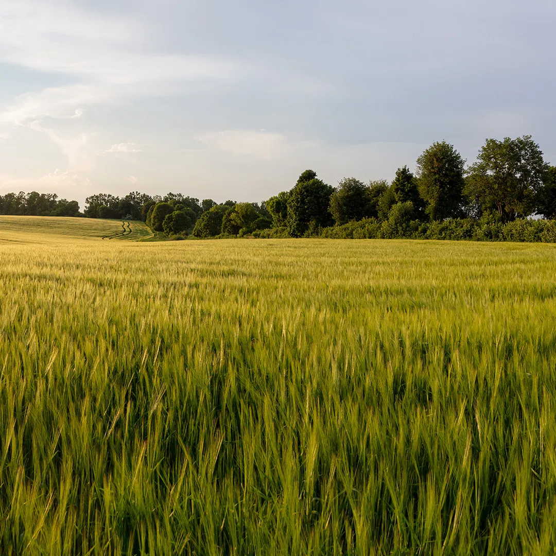 Kulturpflanzenvielfalt: Warum ist das wichtig?