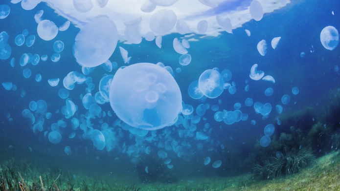 Article_banner_jellyfish.webp