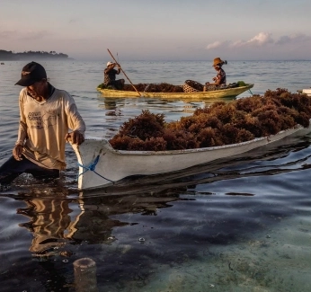 Article_Banner_seaweed_farming.webp