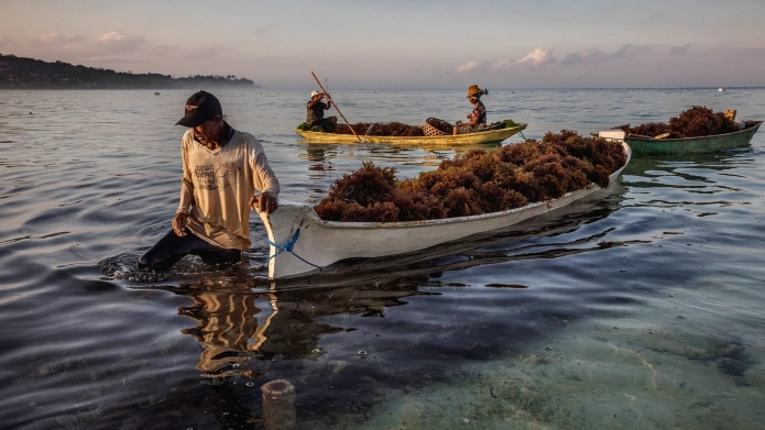 Article_Banner_seaweed_farming.webp