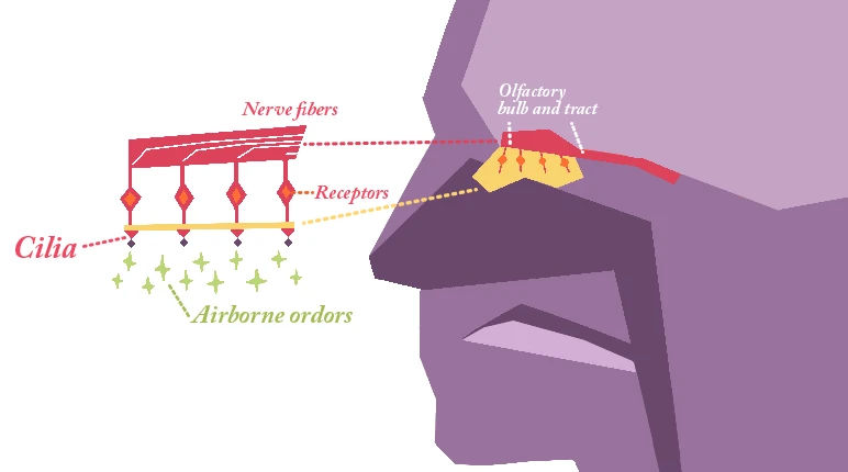 What happens inside our nose when we lose our sense of smell
