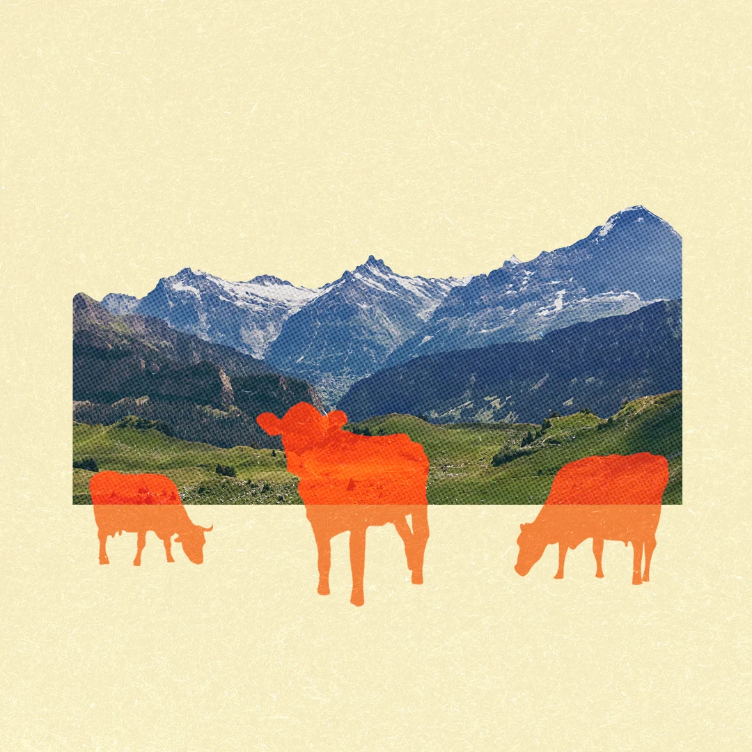 Wie aus Alpkräutern Alpkäse wird