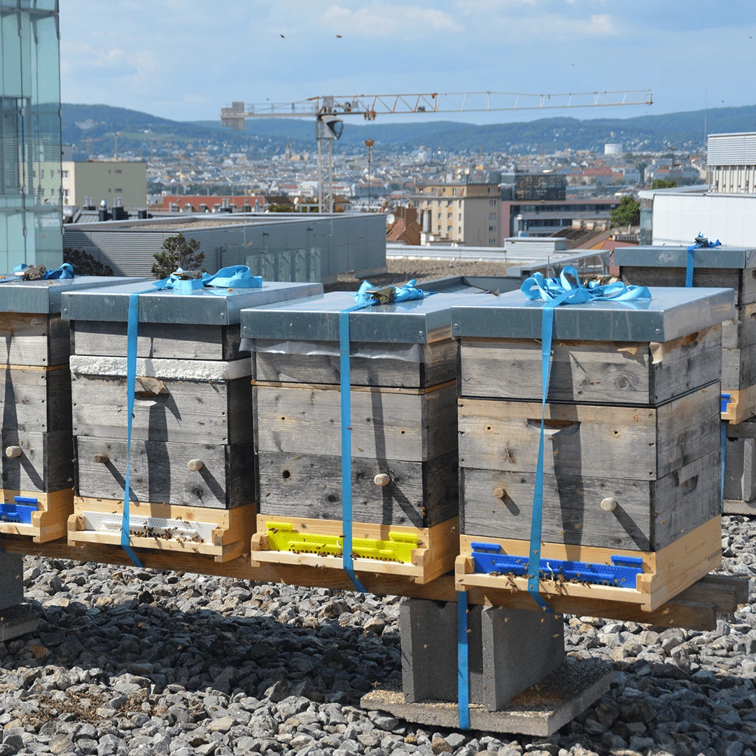 Bienen in der Stadt: 23 Bezirke, 23 Honigsorten