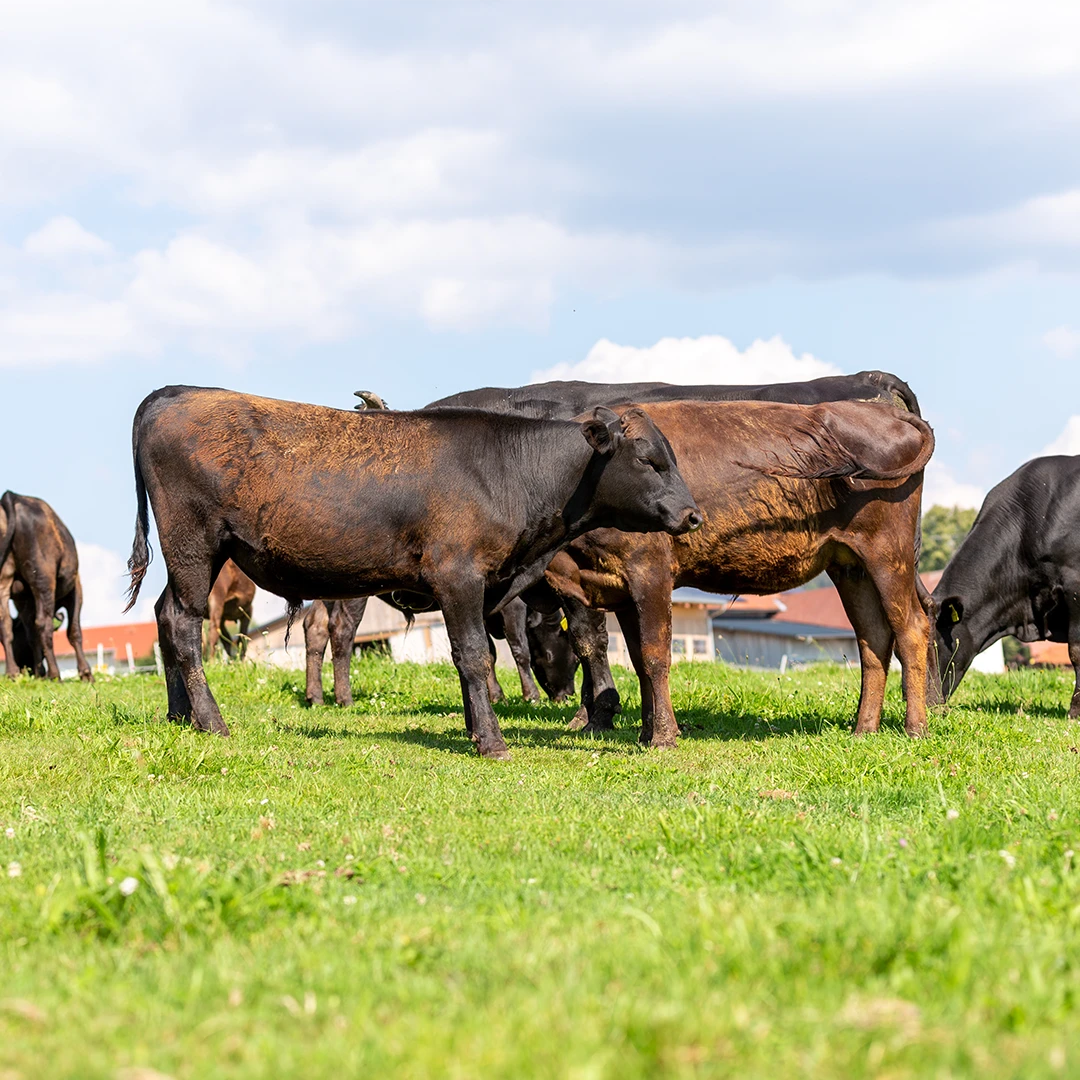 &bdquo;Damit wir Fleisch essen k&ouml;nnen, muss zuvor ein Tier sterben!&ldquo; | Portrait
