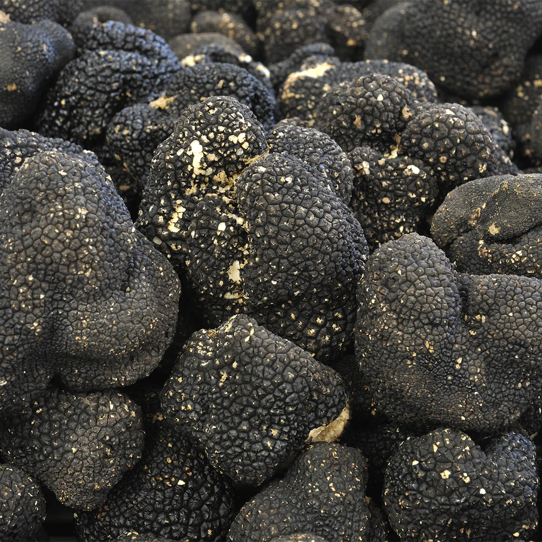 Wie Trüffeln wachsen und was sie so besonders macht