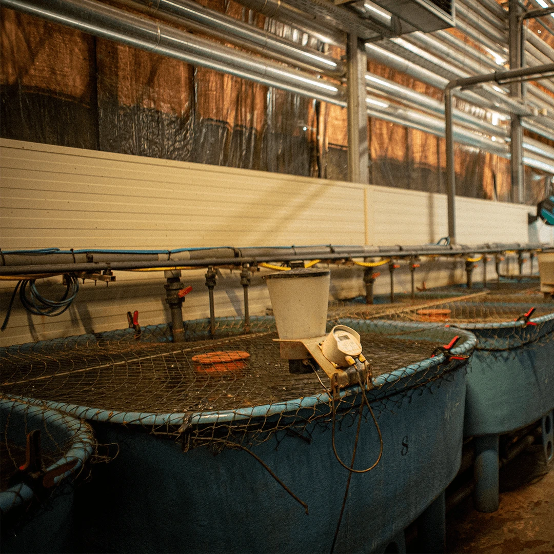 Wiener Welse | Portrait