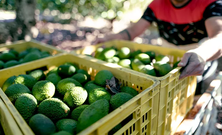 Look for Fairtrade Labels