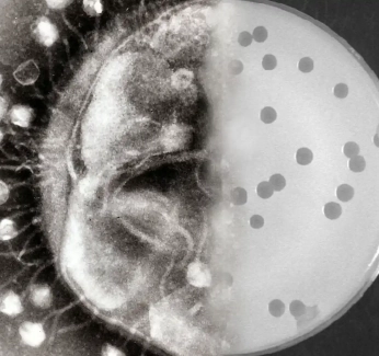 Bacteriophages_banner.webp