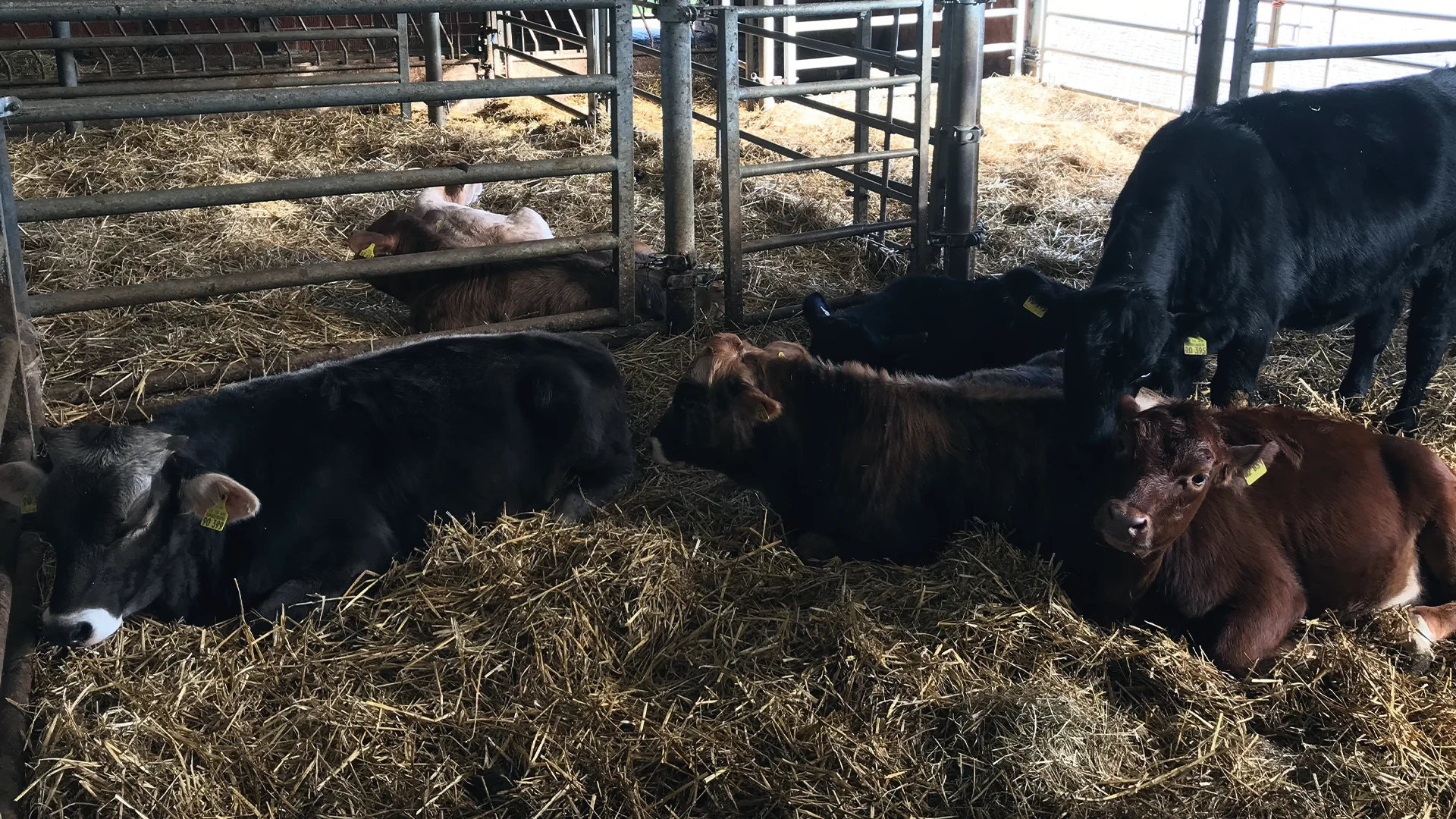 In Zukunft solidarisch - Gemüse-SoLawi statt Milchviehbetrieb