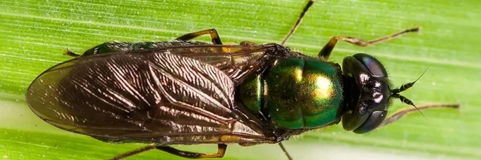 how-flies-can-make-farming-more-sustainable