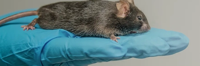 la-experimentacion-con-animales-para-la-investigacion-alimentaria-pregunte-al-experto