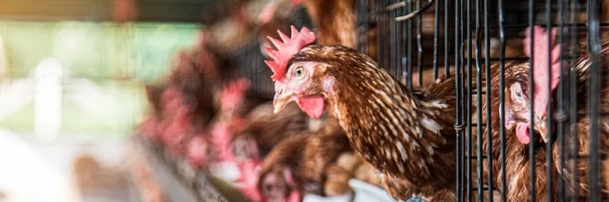 granjas-intensivas-la-historia-detras-de-tus-huevos