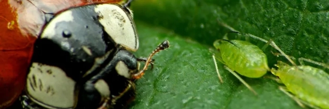 insect-crop-combat-beetles-vs-aphids