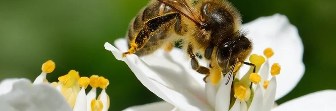 protein-biodiversity-how-5-common-protein-sources-affect-biodiversity