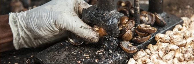 anacardos-el-coste-oculto-de-su-produccion