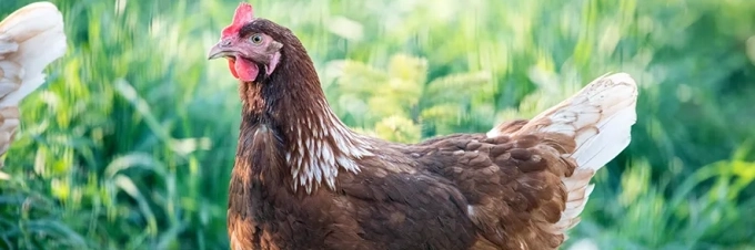 criando-gallinas-en-la-ciudad-pregunta-al-experto