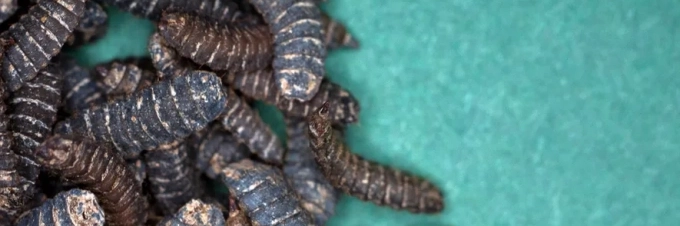 cultivo-de-insectos-como-ayudan-los-insectos-a-reducir-el-desperdicio-de-alimentos