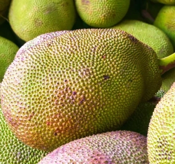 category-image-jackfruitgrown.webp