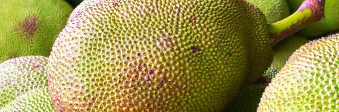 jackfruit-how-its-grown