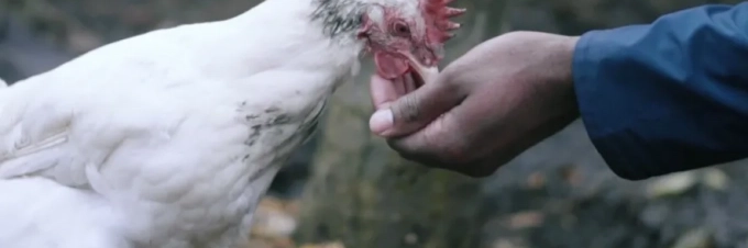what-its-like-raising-chickens-in-your-backyard