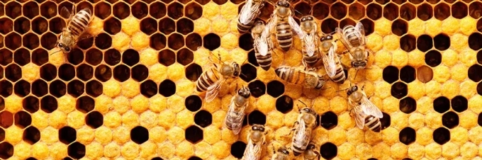 miel-de-manuka-y-miel-de-jarrah-como-se-hacen