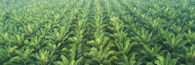 los-problemas-con-el-aceite-de-palma-el-coste-de-produccion