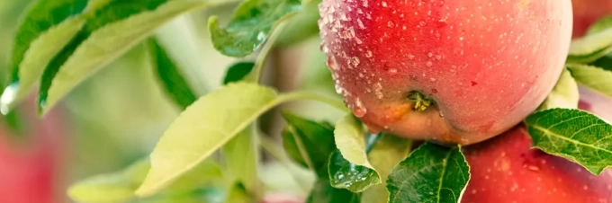 existen-pesticidas-en-la-agricultura-ecologica