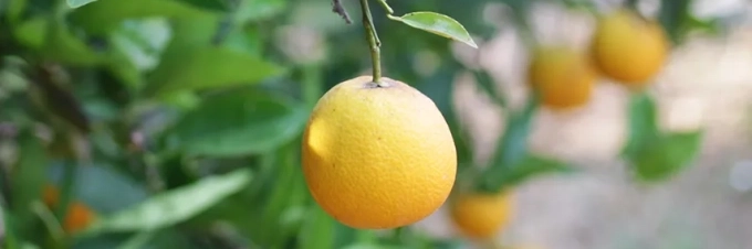 regenerative-agriculture-a-portrait-in-greece