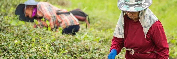 reemplazaran-los-robots-a-los-humanos-en-el-trabajo-agricola-opinion