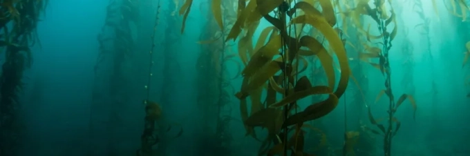 algas-cultivo-de-algas-marinas