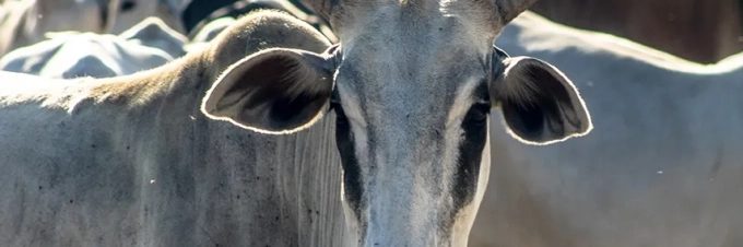el-activismo-de-los-accionistas-pueden-los-inversores-ganaderos-ayudar-a-detener-la-deforestacion-en-brasil