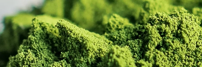 espirulina-como-se-cultiva