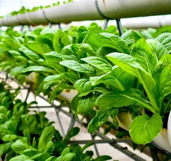 category-image-urban-farming.webp