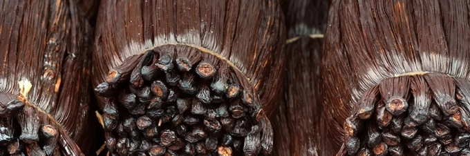 como-se-cultiva-vainilla