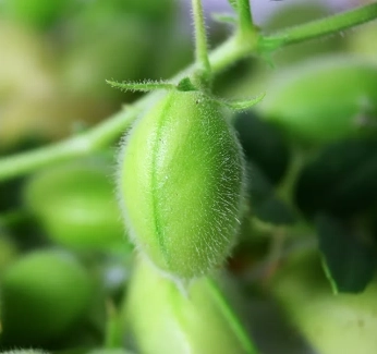 category-image-young_chickpea.webp