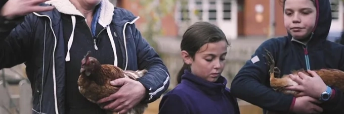 huehner-in-schulen-halten-wie-es-funktioniert