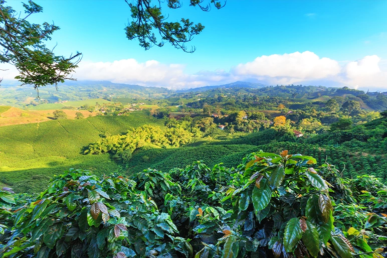 coffee farm