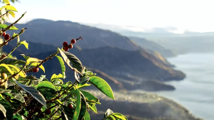 coffee-farmers-global-warming-in-article-Banner_New.webp