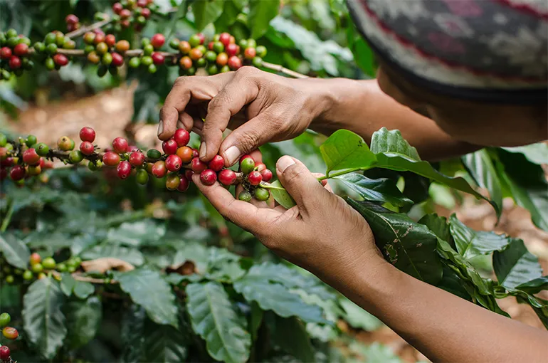 Buy hand-picked 100% Arabica beans