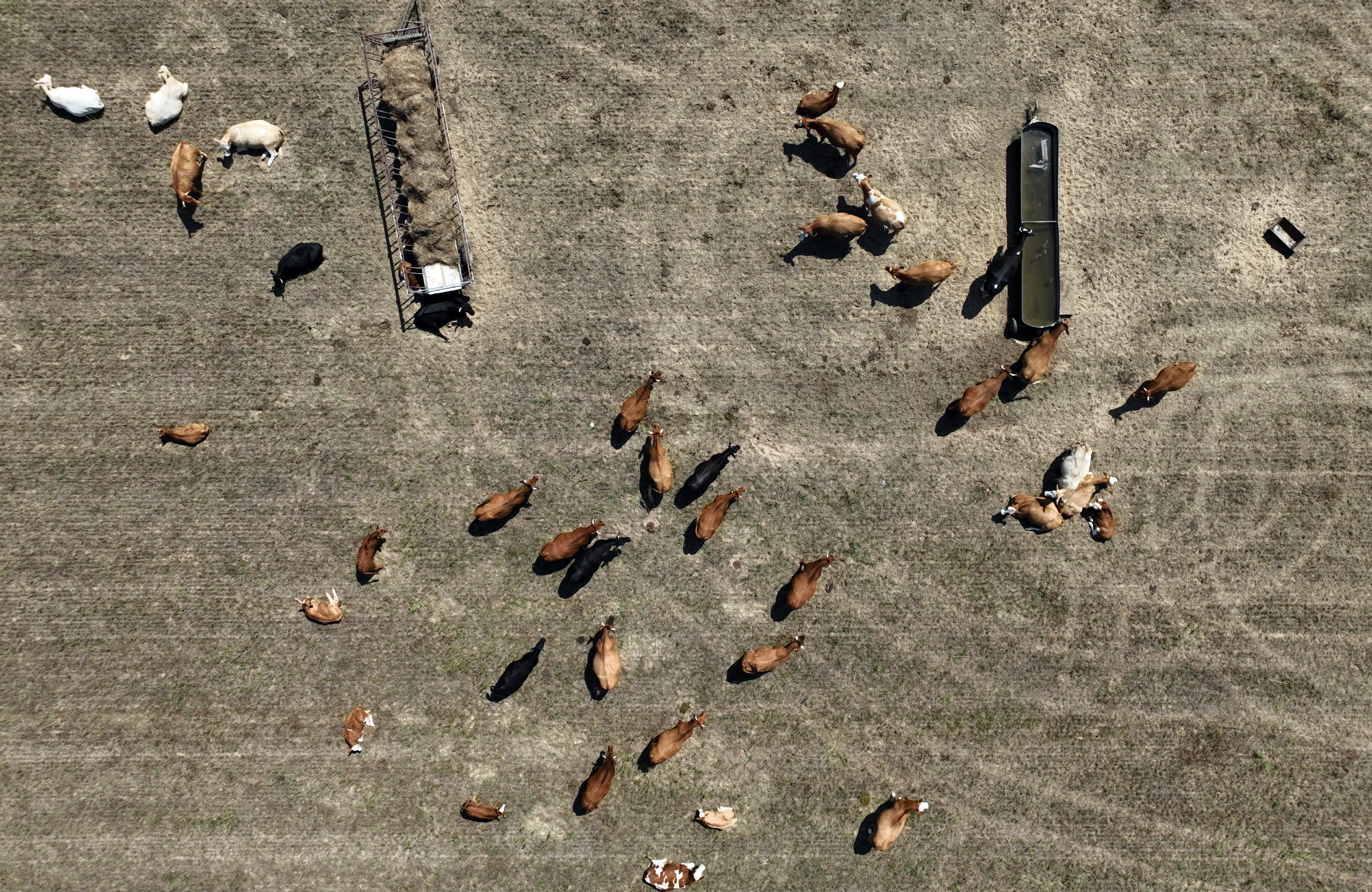 Milch ohne Kuh- Kommt Milch zukünftig aus Petrischalen ?